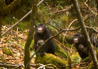 Illustration for article titled Behold: the first photos in history of a Myanmar snub-nosed monkey
